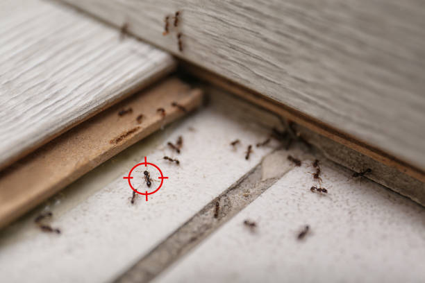 Best Termite Control Services  in Montebello, CA