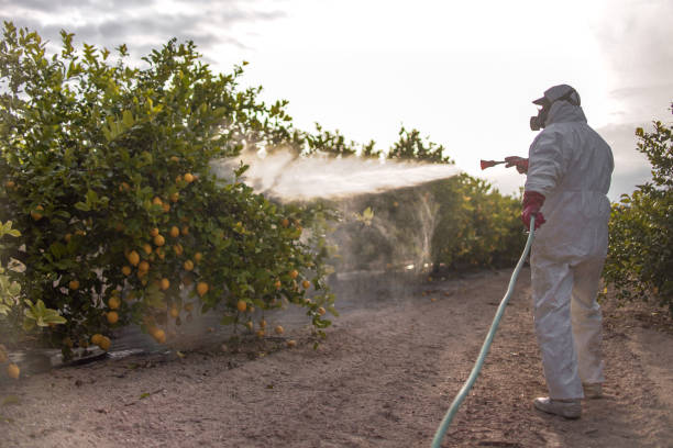 Best Termite Control Services  in Montebello, CA