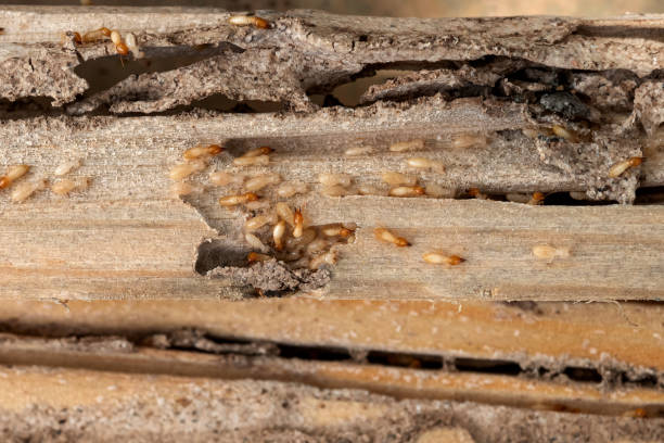 Best Emergency Pest Control  in Montebello, CA